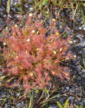 Drosera