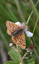 Damier de la Succise