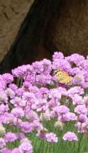Vanesse du chardon sur Armérie maritime