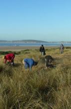 Arrachage de plantes invasives à l'Aber