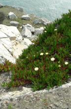 Griffes de sorcières au Toulinguet